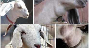 Co to může být, když má koza bouli na krku a jak ji odhalit a správně léčit